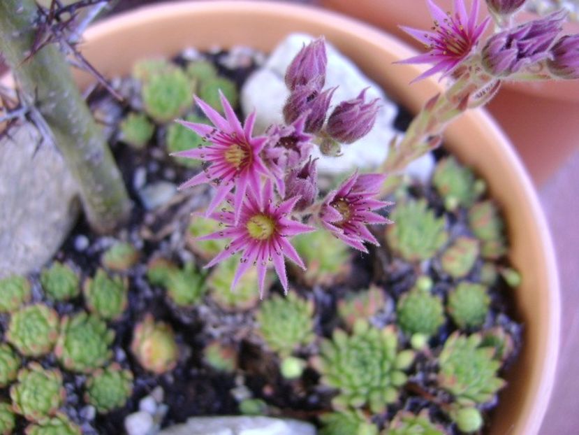 Sempervivum - Primavara 2019