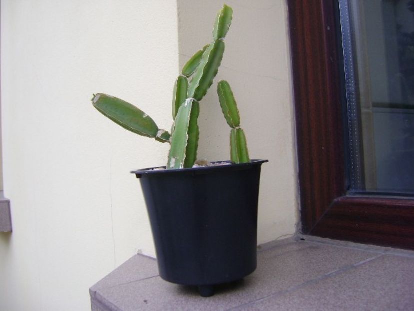 Cissus quadrangularis - Suculente 2019