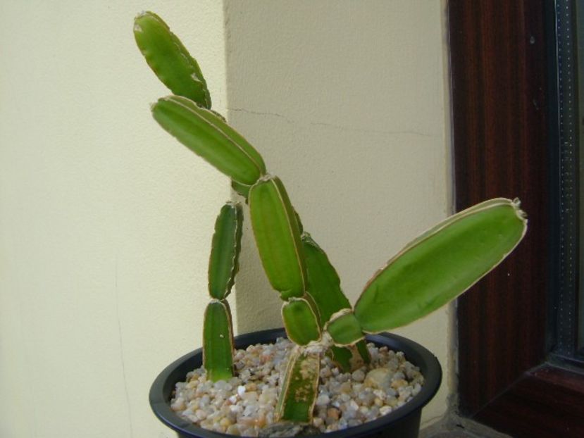 Cissus quadrangularis - Suculente 2019