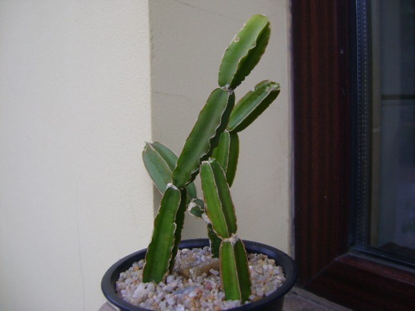Cissus quadrangularis - Suculente 2019
