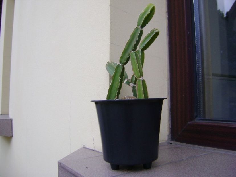 Cissus quadrangularis - Suculente 2019