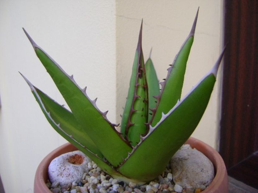 Agave horrida - Agave si Yucca 2019