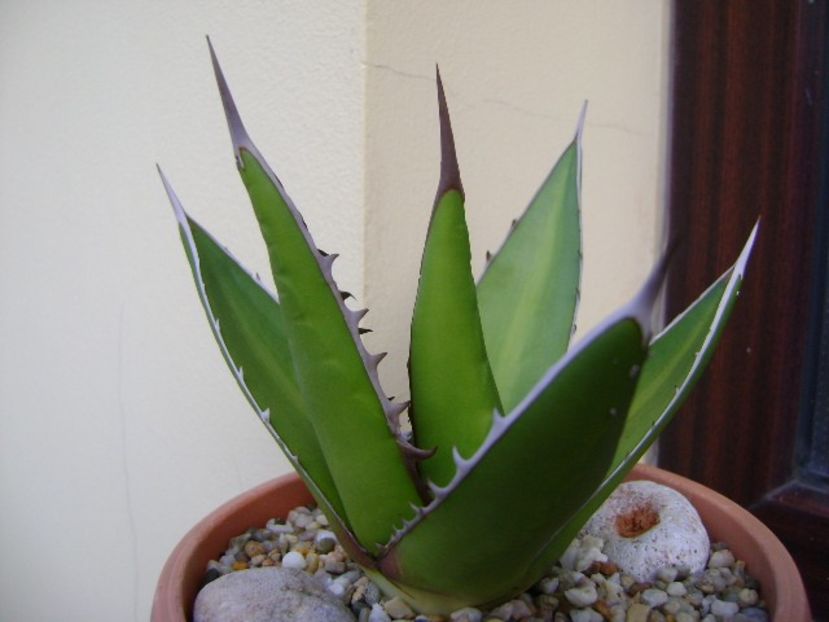 Agave horrida - Agave si Yucca 2019