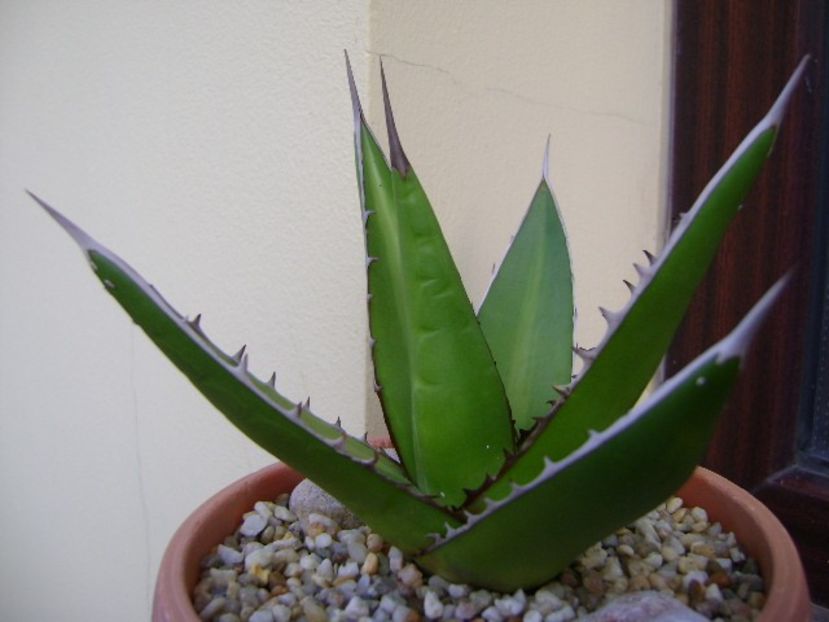 Agave horrida - Agave si Yucca 2019