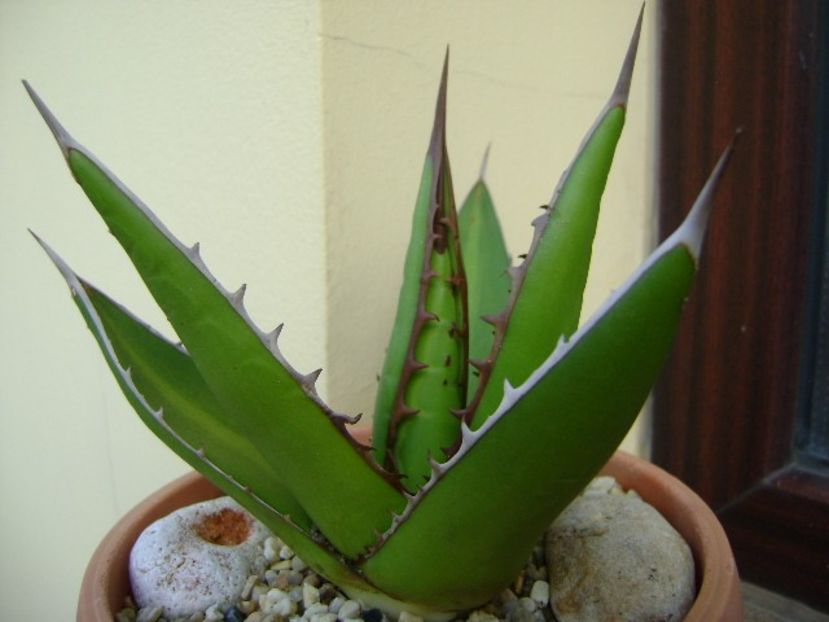 Agave horrida - Agave si Yucca 2019