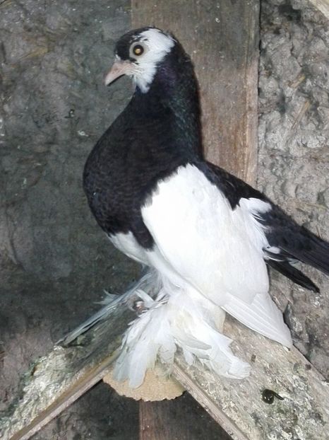 Pui 2019 - Wolga negrii