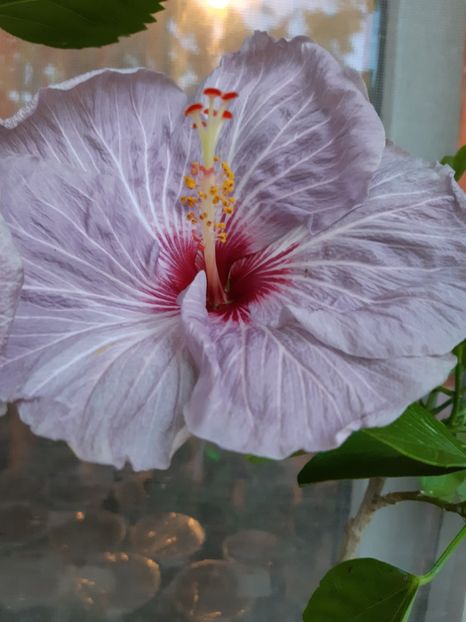  - Z Tahitian purple gem