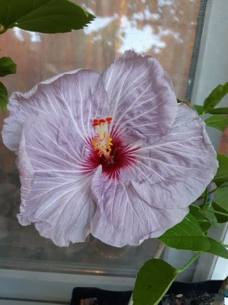  - Z Tahitian purple gem