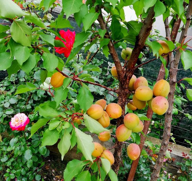  - Gradinuta cu de toate