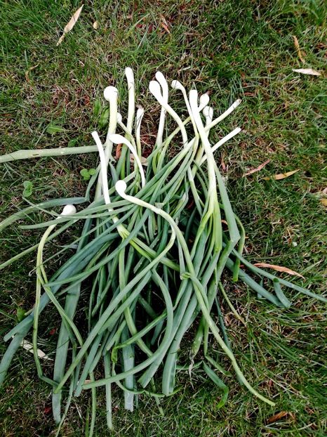  - Gradinuta cu de toate