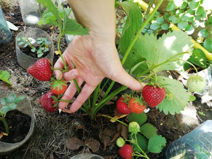  - Gradinuta cu de toate