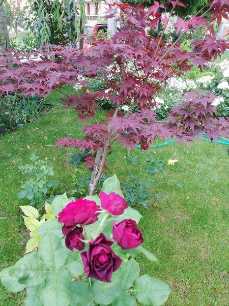  - Astrid Grafin von Hardenberg