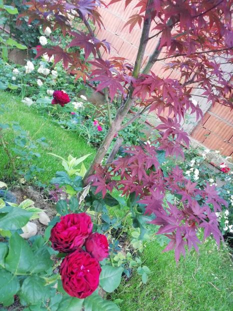  - Astrid Grafin von Hardenberg