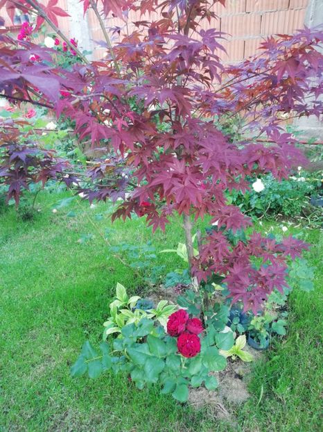  - Astrid Grafin von Hardenberg