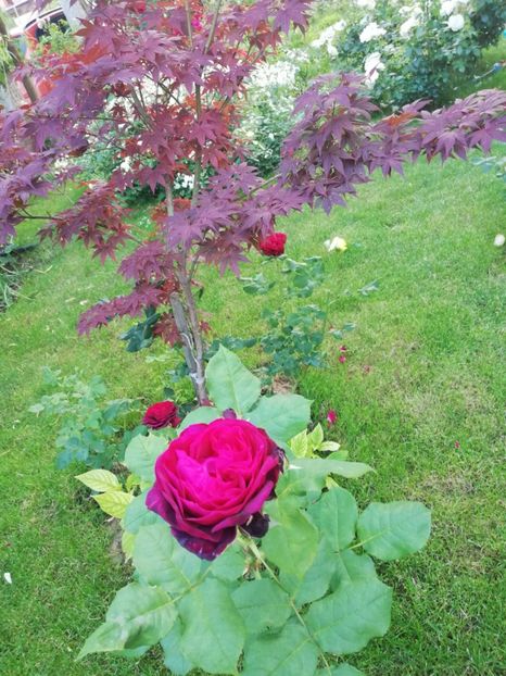  - Astrid Grafin von Hardenberg