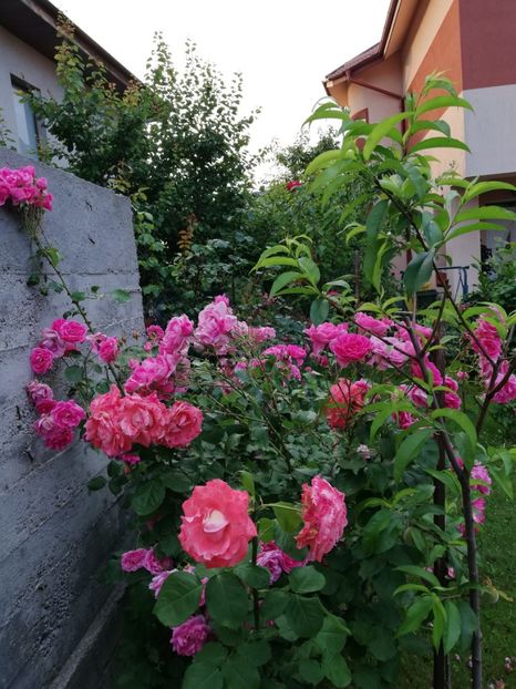  - Dee dee Bridgewater