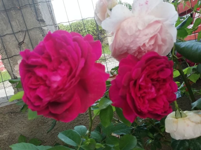  - William Shakespeare