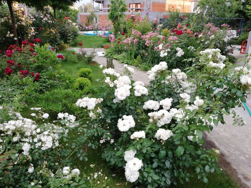  - Uetersener klosterrose- urcator