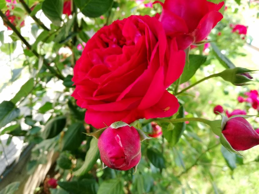  - Red Eden Erik Tabarly