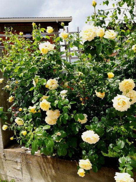  - Cyrano de Bergerac