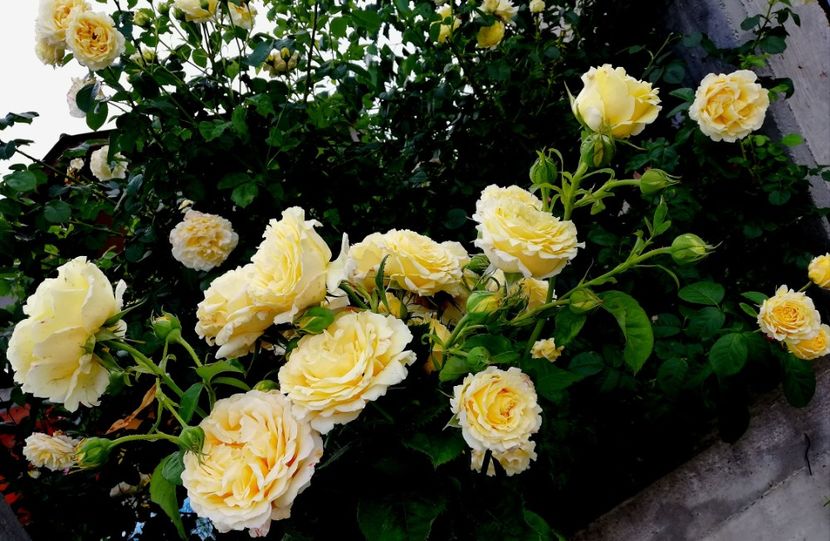  - Cyrano de Bergerac