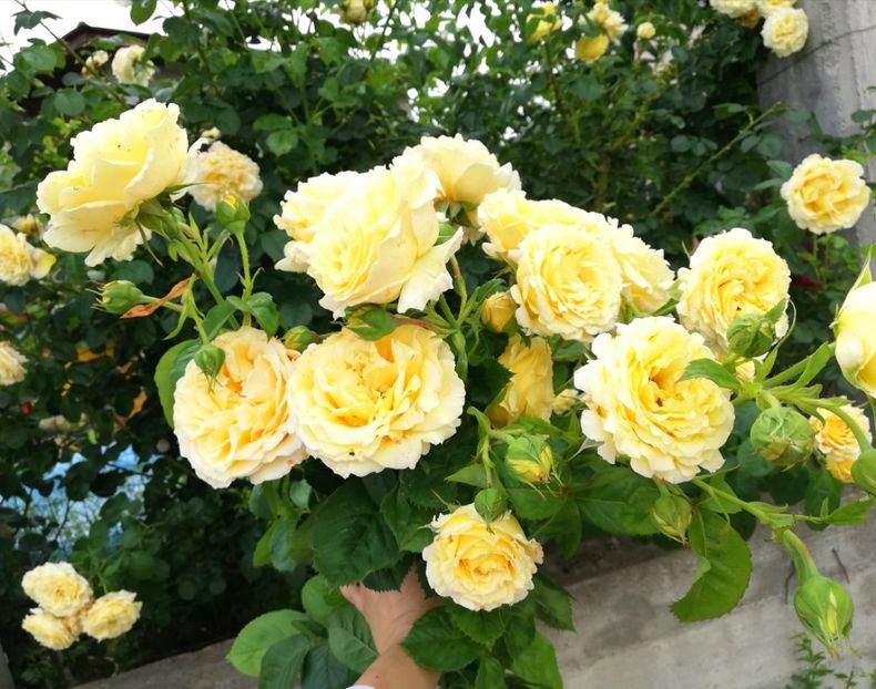  - Cyrano de Bergerac