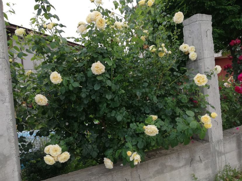  - Cyrano de Bergerac