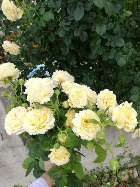  - Cyrano de Bergerac