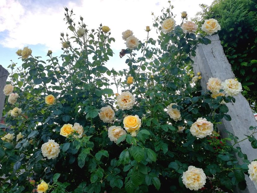  - Cyrano de Bergerac