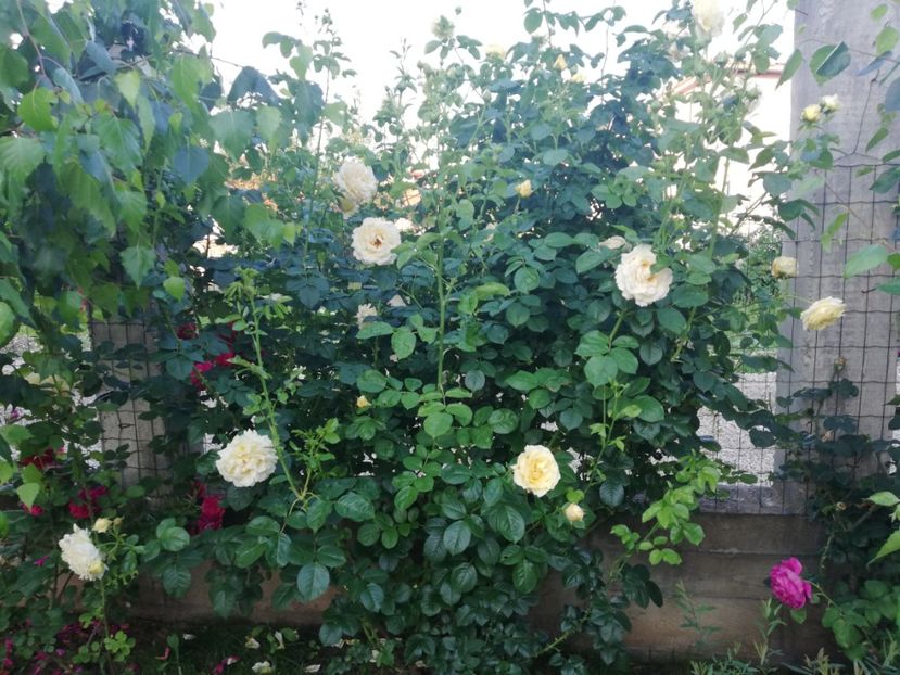  - Cyrano de Bergerac