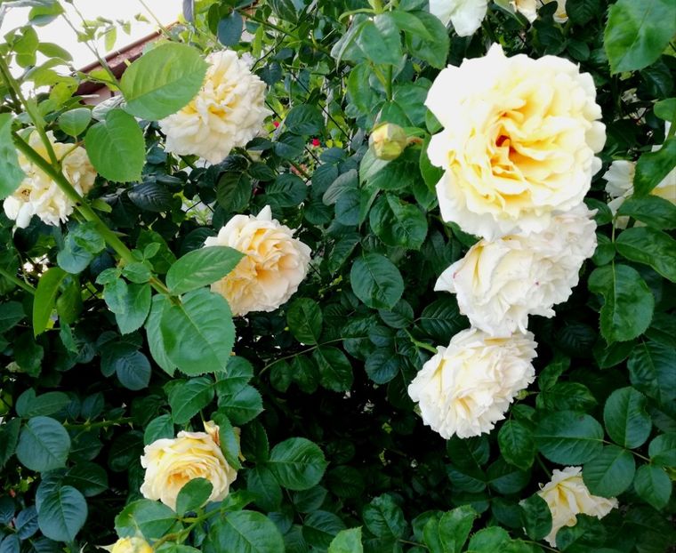  - Cyrano de Bergerac