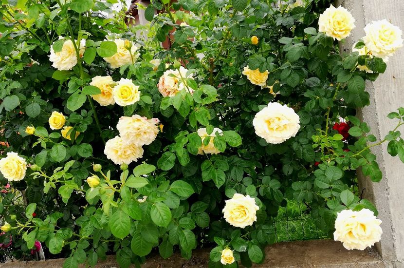  - Cyrano de Bergerac