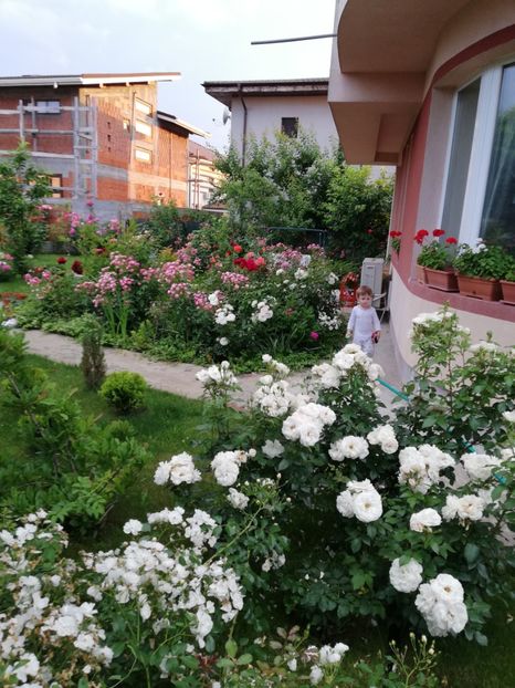  - Uetersener klosterrose- urcator