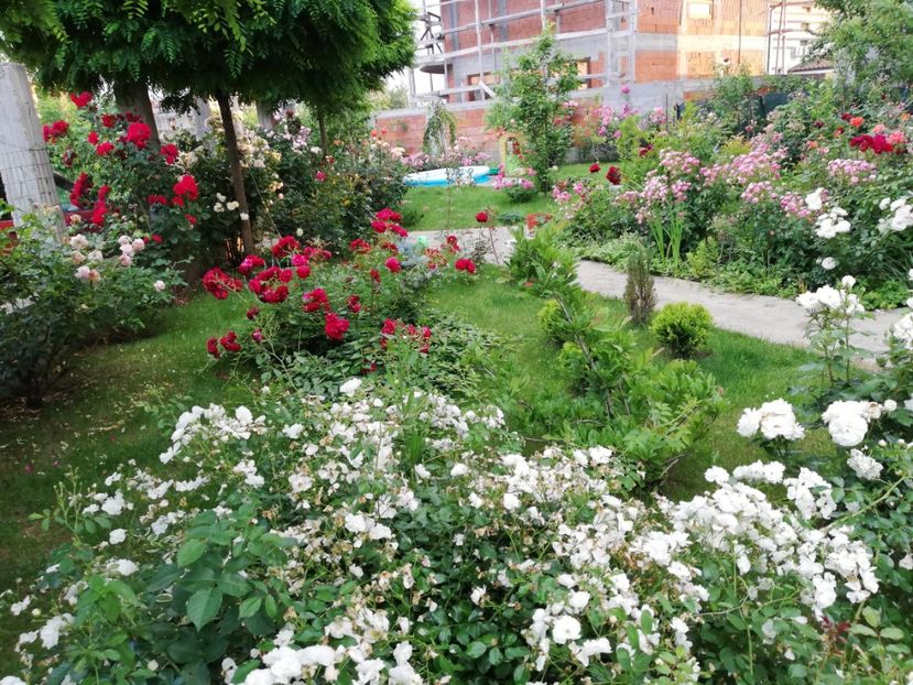  - Uetersener klosterrose- urcator