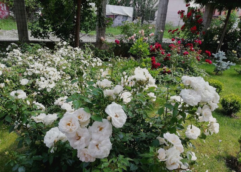  - Uetersener klosterrose- urcator