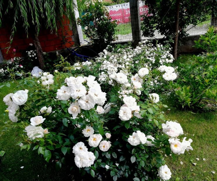  - Uetersener klosterrose- urcator