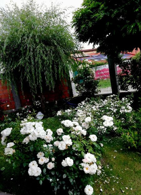  - Uetersener klosterrose- urcator