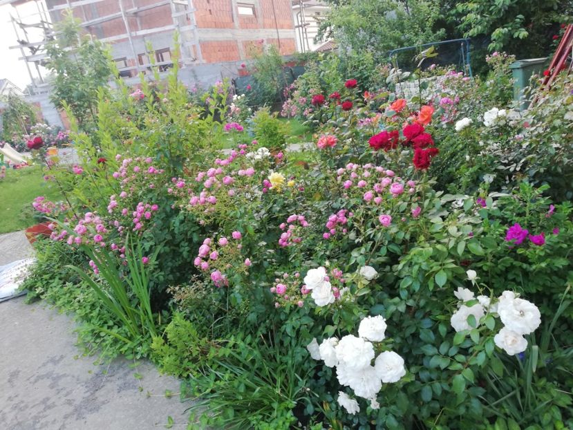  - Uetersener klosterrose- urcator