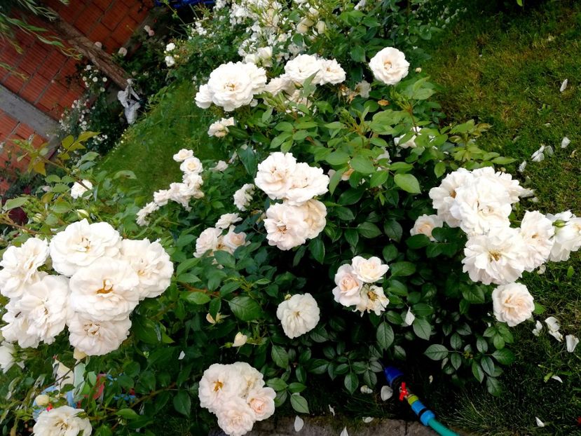  - Uetersener klosterrose- urcator