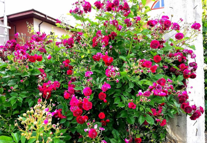  - Blue Magenta