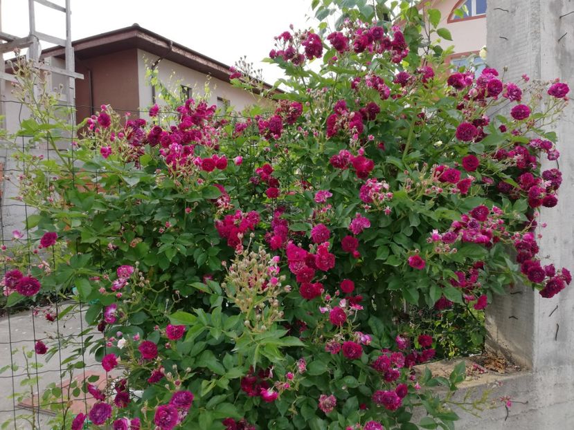  - Blue Magenta