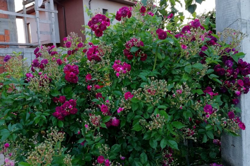  - Blue Magenta