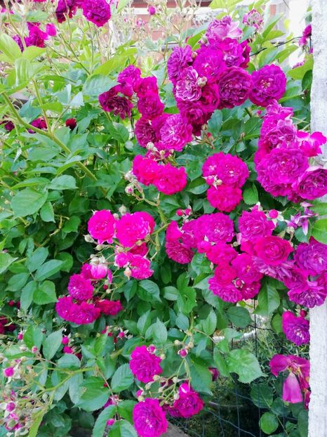  - Blue Magenta