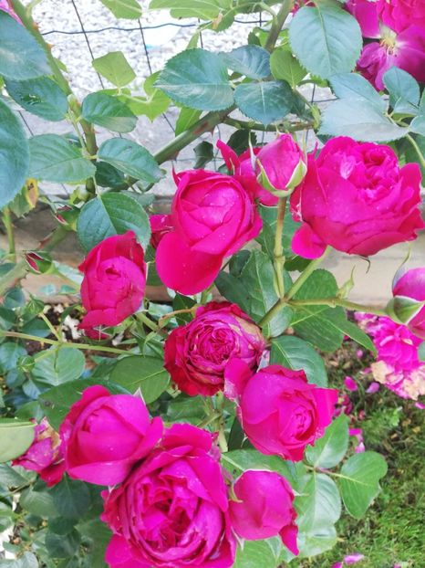  - Red Eden Erik Tabarly