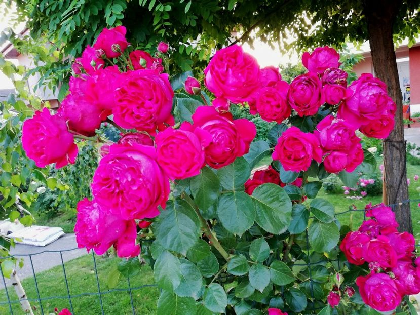  - Red Eden Erik Tabarly