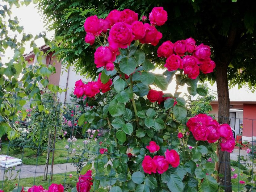  - Red Eden Erik Tabarly