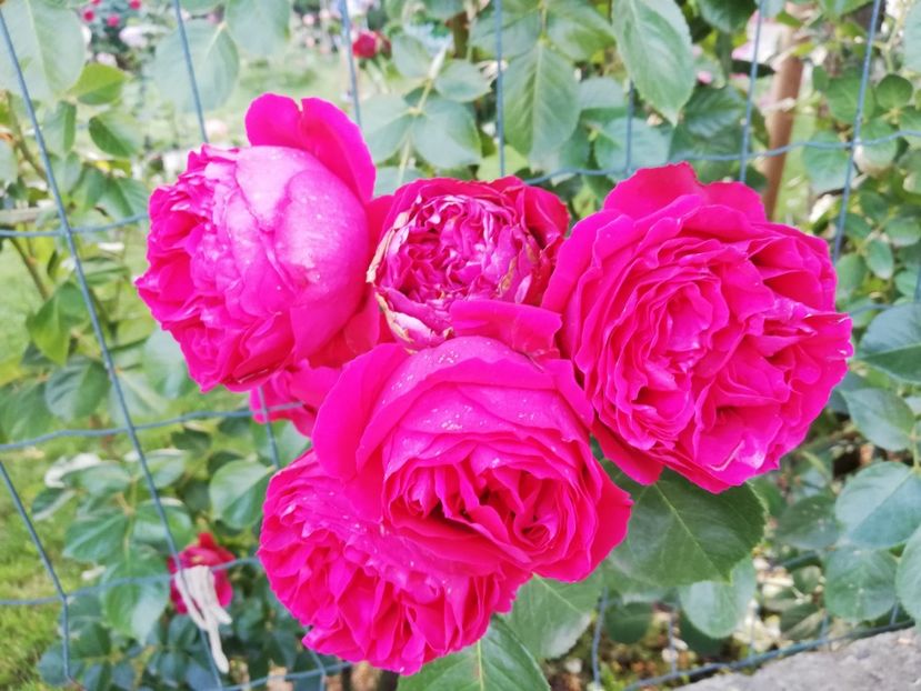  - Red Eden Erik Tabarly