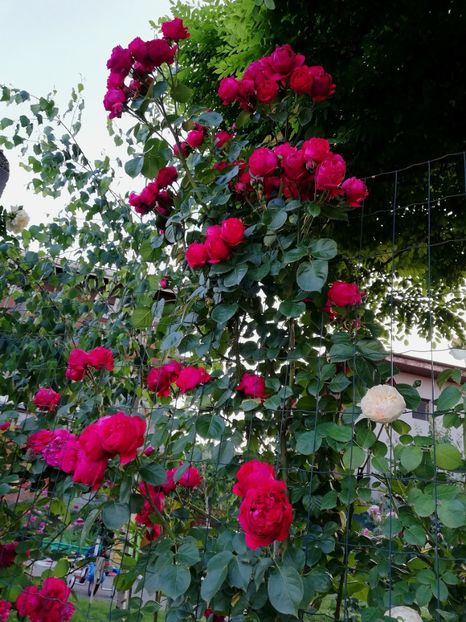  - Red Eden Erik Tabarly