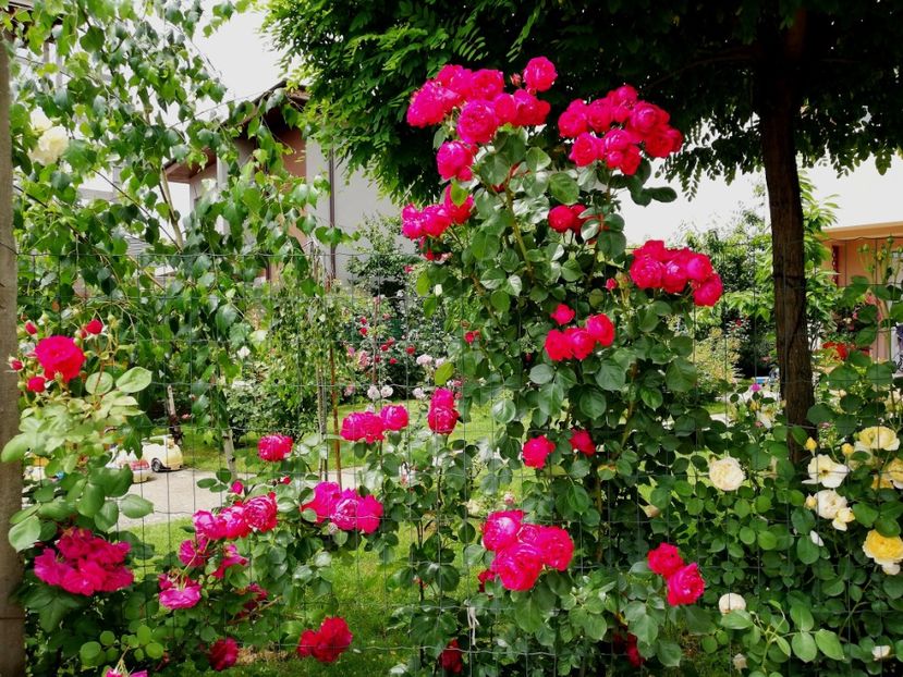  - Red Eden Erik Tabarly