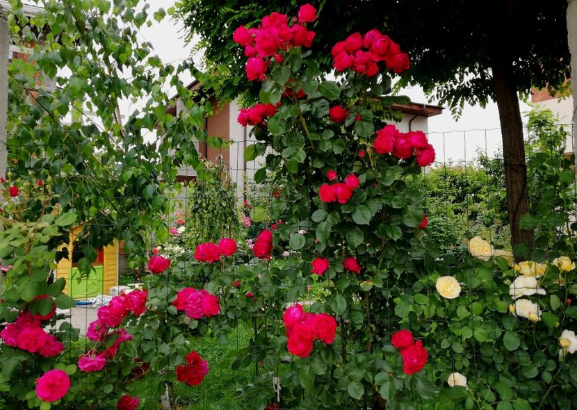  - Red Eden Erik Tabarly